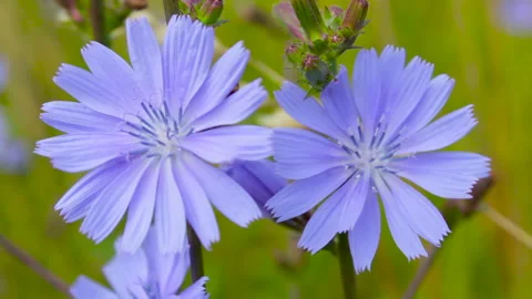Chicory plant Stock Footage 149035044