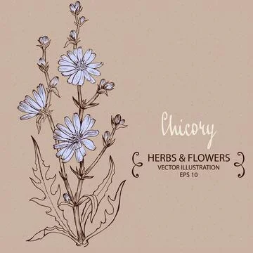 Chicory plant. Stock Illustration