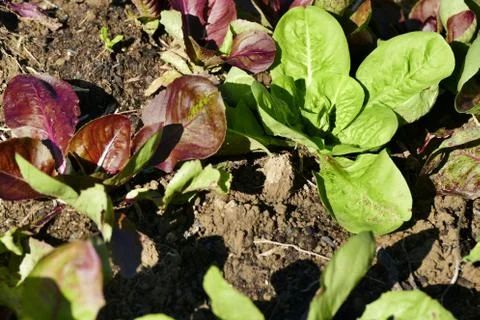 Chicory planted in garden Stock Photos