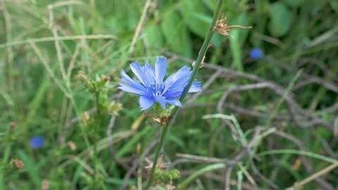 Chicory root flower wider Stock Footage 138811017