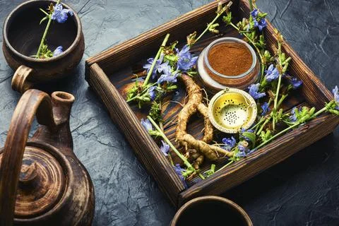 Chicory root, weed Stock Photos