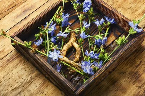 Chicory root, weed Stock Photos