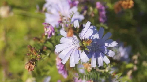Chicory, sage Stock Footage 40167239