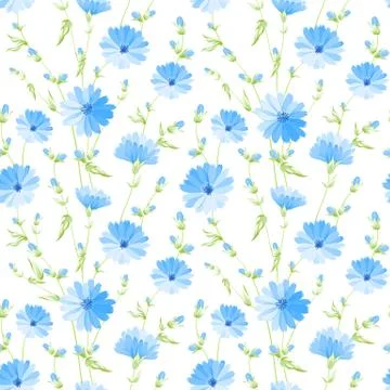 Chicory seamless pattern. Stock Illustration