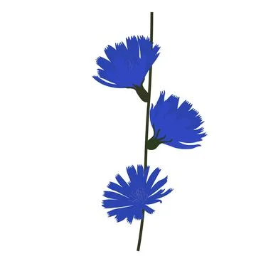 Chicory vector stock illustration. Blue flowers on a green stem. Stock Illustration