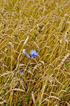 Chicory in a wheat field Stock Photos