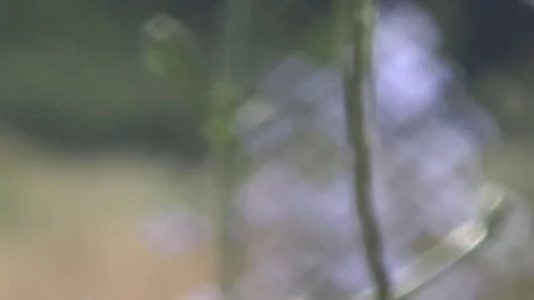 Chicory, wheat, meadow 스톡 동영상 78019730