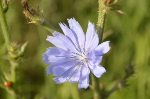 Chicory wildflower Stock Photos