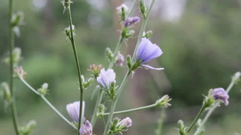 Chicory wildflowers Stock Footage 157306855