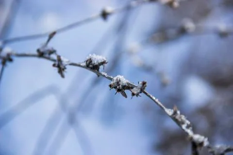 Chicory in winter Stock Photos