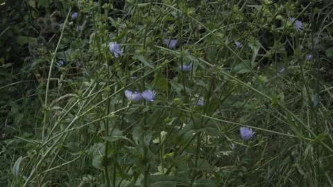 Chicory in the woods Stock Footage 79172132