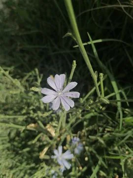 Chicory’s blue elegance Stock Photos