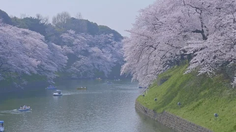 Chidori Gafuchi in spring Stock Footage 91111845