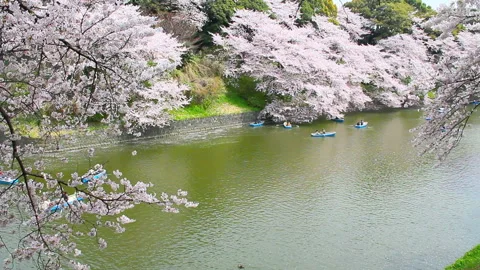 Chidorigafuchi Cherry Blossoms Stock-Footage 327558707