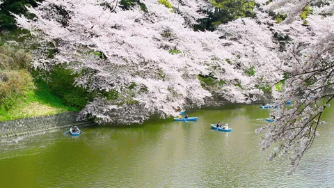 Chidorigafuchi Cherry Blossoms Stock Footage 327558711