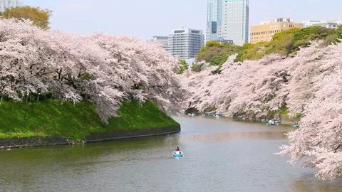 Chidorigafuchi Cherry Blossoms Video stock 327558837