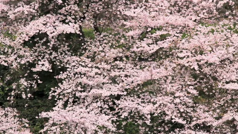 Chidorigafuchi Cherry Blossoms Stock-Footage 327559418