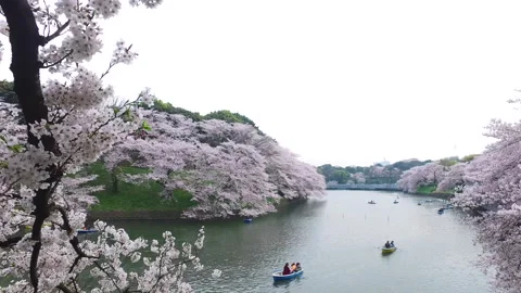 Chidorigafuchi Cherry Blossoms Stock Footage 332827160