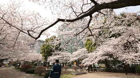 Chidorigafuchi Park Stock Footage 203779360