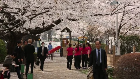 Chidorigafuchi Park Stock Footage 203779383