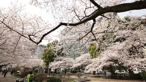 Chidorigafuchi Park Stock Footage 203779416