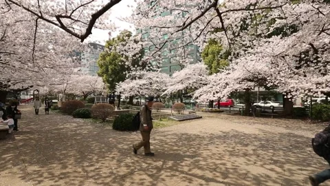 Chidorigafuchi Park Stock Footage 203779840