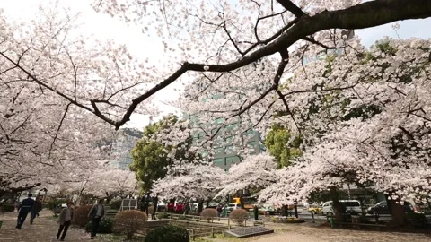 Chidorigafuchi Park Stock Footage 203779980