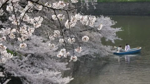 Chidorigafuchi Park Stock Footage 203786078