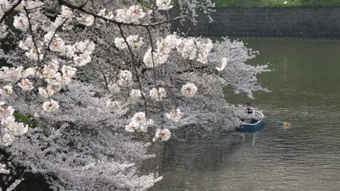 Chidorigafuchi Park Stock Footage 203786183