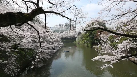 Chidorigafuchi Park Stock Footage 203786652
