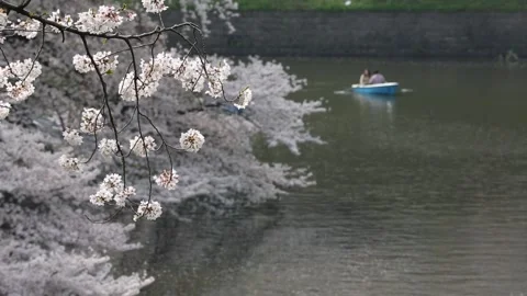 Chidorigafuchi Park Stock Footage 203787642