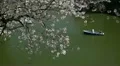 Chidorigafuchi in Tokyo, Beautiful Cherry Blossom, Japan, Imperial Palace Area HD Footage