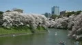 Chidorigafuchi in Tokyo, Japan, Beautiful Cherry Blossom, Imperial Palace Area HD Footage