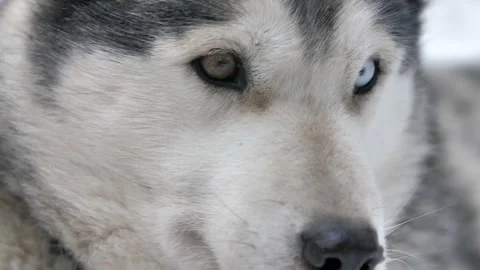 Chien Chenil Stock Footage 158925582