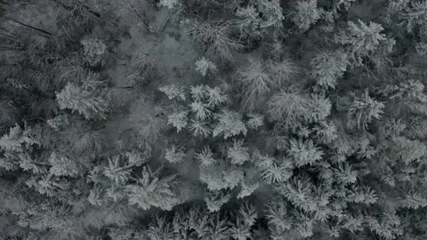 Chien Chenil Video stock 158926015