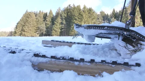 Chien Chenil Stock Footage 158926299