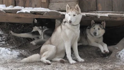 Chien Chenil Stock Footage 158926385