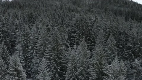 Chien Chenil Stock Footage 158926639