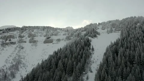 Chien Chenil Stock Footage 158926866