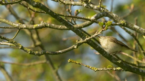 Chiffchaff 1 Phylloscopus collybita singing Stock Footage 148507442
