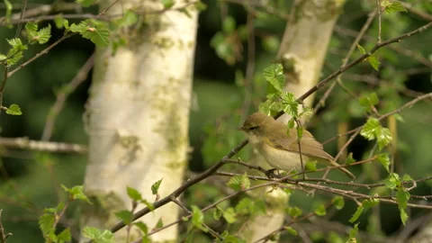 Chiffchaff 1a Phylloscopus collybita singing from birch tree Video stock 148507222