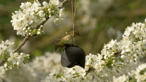 Chiffchaff 5a Phylloscopus collybita singing Stock Footage 148507287