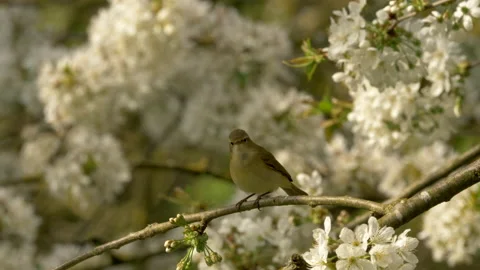Chiffchaff 6a Phylloscopus collybita singing Stock Footage 148507410