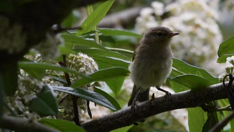 Chiffchaff alert then flying away Stock Footage 121317535