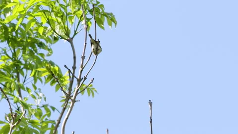 Chiffchaff bird calling mating display summer morning South Devon, UK 스톡 동영상 254947459