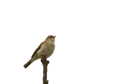 Chiffchaff on a branch Stock Photos