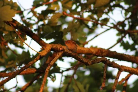 Chiffchaff on branch Foto stock
