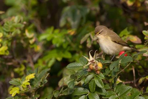 Chiffchaff in a bush Stock Photos