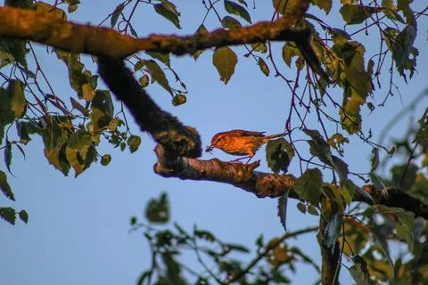 Chiffchaff catching a fly Foto stock