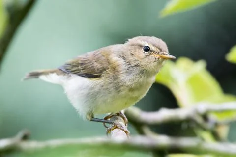 Chiffchaff closeup portrait Stock Photos